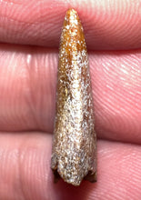 Load image into Gallery viewer, Rare Majungasaurus Fossil Tooth Giant Abelisaur .82 Inches!