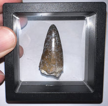 Load image into Gallery viewer, Large Supercroc Tooth Sarcosuchus Imperator 1.55 Inches!
