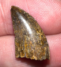 Load image into Gallery viewer, Rare Majungasaurus Fossil Tooth Giant Abelisaur .84 Inches!