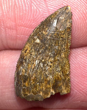Load image into Gallery viewer, Rare Majungasaurus Fossil Tooth Giant Abelisaur .84 Inches!