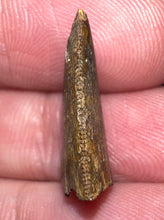 Load image into Gallery viewer, Rare Majungasaurus Fossil Tooth Giant Abelisaur .84 Inches!
