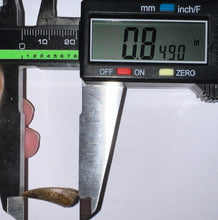Load image into Gallery viewer, Rare Majungasaurus Fossil Tooth Giant Abelisaur .84 Inches!