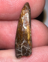 Load image into Gallery viewer, Rare Large Majungasaurus Fossil Premax Tooth Giant Abelisaur .78 Inches!