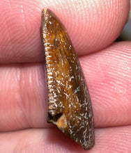 Load image into Gallery viewer, Rare Large Majungasaurus Fossil Premax Tooth Giant Abelisaur .78 Inches!