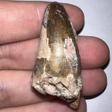 Load image into Gallery viewer, Large Supercroc Tooth Sarcosuchus Imperator 1.68 Inches!