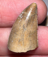 Load image into Gallery viewer, Rare Majungasaurus Fossil Tooth Giant Abelisaur .88 Inches!