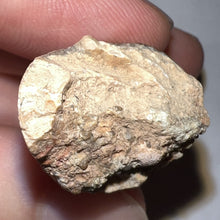 Load image into Gallery viewer, Large Supercroc Tooth Sarcosuchus Imperator 1.68 Inches!