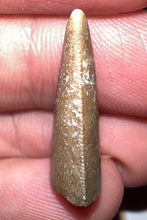 Load image into Gallery viewer, Rare Majungasaurus Fossil Tooth Giant Abelisaur .88 Inches!