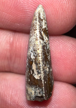 Load image into Gallery viewer, Rare Large Majungasaurus Fossil Tooth Giant Abelisaur .95 Inches!
