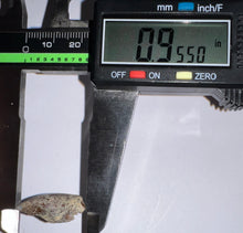 Load image into Gallery viewer, Rare Large Majungasaurus Fossil Tooth Giant Abelisaur .95 Inches!