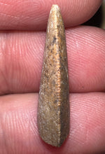 Load image into Gallery viewer, Rare Large Majungasaurus Fossil Tooth Giant Abelisaur .9 Inches!