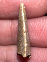 Load image into Gallery viewer, Rare Large Majungasaurus Fossil Tooth Giant Abelisaur .9 Inches!