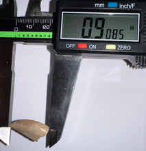 Load image into Gallery viewer, Rare Large Majungasaurus Fossil Tooth Giant Abelisaur .9 Inches!