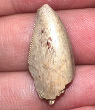 Load image into Gallery viewer, Rare Large Majungasaurus Fossil Premax Tooth Giant Abelisaur .89 Inches!