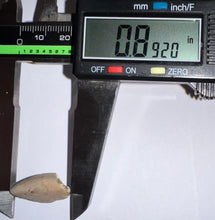 Load image into Gallery viewer, Rare Large Majungasaurus Fossil Premax Tooth Giant Abelisaur .89 Inches!