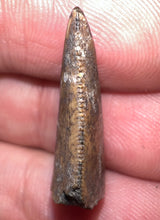 Load image into Gallery viewer, Rare Large Majungasaurus Fossil Tooth Giant Abelisaur .98 Inches!