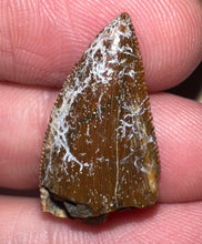 Load image into Gallery viewer, Rare Large Majungasaurus Fossil Tooth Giant Abelisaur .94 Inches!