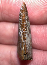 Load image into Gallery viewer, Rare Large Majungasaurus Fossil Tooth Giant Abelisaur .94 Inches!