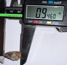 Load image into Gallery viewer, Rare Large Majungasaurus Fossil Tooth Giant Abelisaur .94 Inches!