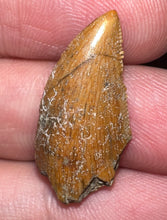 Load image into Gallery viewer, Rare Large Majungasaurus Fossil Tooth Giant Abelisaur .98 Inches!