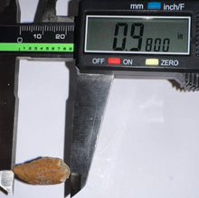 Load image into Gallery viewer, Rare Large Majungasaurus Fossil Tooth Giant Abelisaur .98 Inches!