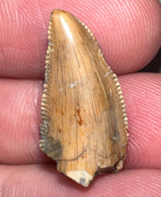 Load image into Gallery viewer, Rare Large Majungasaurus Fossil Premax Tooth Giant Abelisaur .81 Inches!