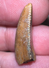 Load image into Gallery viewer, Rare Large Majungasaurus Fossil Premax Tooth Giant Abelisaur .81 Inches!