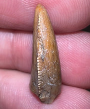 Load image into Gallery viewer, Rare Large Majungasaurus Fossil Premax Tooth Giant Abelisaur .81 Inches!