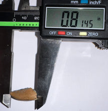 Load image into Gallery viewer, Rare Large Majungasaurus Fossil Premax Tooth Giant Abelisaur .81 Inches!