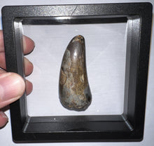 Load image into Gallery viewer, Huge Supercroc Tooth Sarcosuchus Imperator 2.03 Inches!