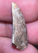 Load image into Gallery viewer, Rare Large Majungasaurus Fossil Premax Tooth Giant Abelisaur .83 Inches!