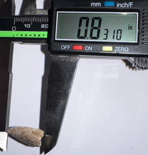 Load image into Gallery viewer, Rare Large Majungasaurus Fossil Premax Tooth Giant Abelisaur .83 Inches!