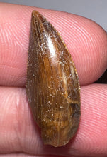 Load image into Gallery viewer, Gem Rare Large Majungasaurus Pathological Fossil Premax Tooth Giant Abelisaur .87 Inches!