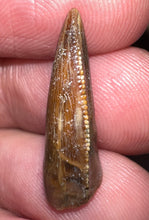Load image into Gallery viewer, Gem Rare Large Majungasaurus Pathological Fossil Premax Tooth Giant Abelisaur .87 Inches!
