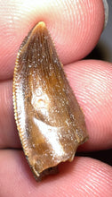 Load image into Gallery viewer, Gem Rare Large Majungasaurus Pathological Fossil Premax Tooth Giant Abelisaur .87 Inches!