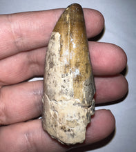 Load image into Gallery viewer, Huge Supercroc Tooth Sarcosuchus Imperator 2.29 Inches!