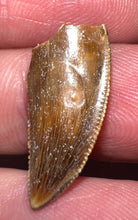 Load image into Gallery viewer, Gem Rare Large Majungasaurus Pathological Fossil Premax Tooth Giant Abelisaur .87 Inches!