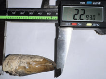 Load image into Gallery viewer, Huge Supercroc Tooth Sarcosuchus Imperator 2.29 Inches!