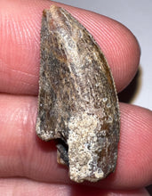 Load image into Gallery viewer, Rare Huge Majungasaurus Fossil Tooth Giant Abelisaur 1.06 Inches!