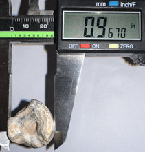 Load image into Gallery viewer, Huge Supercroc Tooth Sarcosuchus Imperator 2.29 Inches!