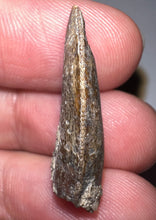 Load image into Gallery viewer, Rare Huge Majungasaurus Fossil Tooth Giant Abelisaur 1.06 Inches!