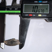Load image into Gallery viewer, Rare Huge Majungasaurus Fossil Tooth Giant Abelisaur 1.06 Inches!