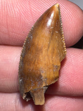 Load image into Gallery viewer, Rare Huge Majungasaurus Fossil Tooth Giant Abelisaur 1.08 Inches!