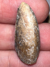 Load image into Gallery viewer, Rare Huge Majungasaurus Fossil Premax Tooth Giant Abelisaur .98 Inches!