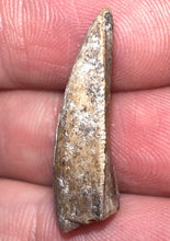 Load image into Gallery viewer, Rare Huge Majungasaurus Fossil Premax Tooth Giant Abelisaur .98 Inches!