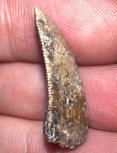 Load image into Gallery viewer, Rare Huge Majungasaurus Fossil Premax Tooth Giant Abelisaur .98 Inches!