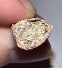 Load image into Gallery viewer, Rare Huge Majungasaurus Fossil Premax Tooth Giant Abelisaur .98 Inches!
