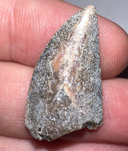 Load image into Gallery viewer, Rare Huge Majungasaurus Fossil Tooth Giant Abelisaur 1.08 Inches!