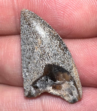 Load image into Gallery viewer, Rare Huge Majungasaurus Fossil Tooth Giant Abelisaur 1.08 Inches!
