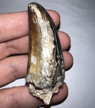 Load image into Gallery viewer, Huge Supercroc Tooth Sarcosuchus Imperator 2.1 Inches!